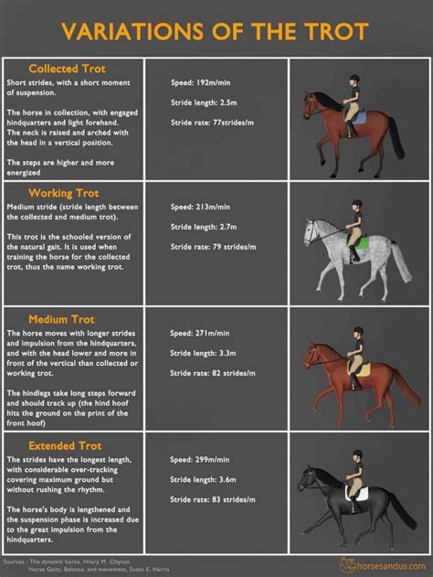 The 4 Basic Horse Gaits Explained Diagrams And Animations In 2022