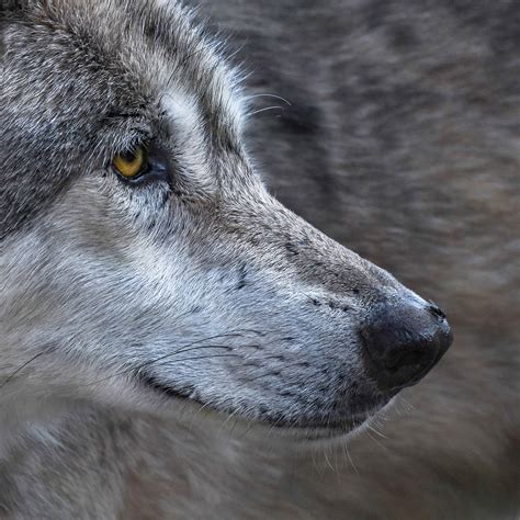 Free Picture Animal Fur Wildlife Eye Wild Wolf Canine Portrait Nose