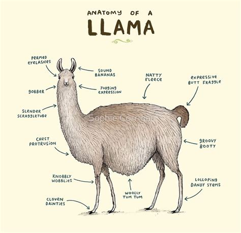 Anatomy Of A Llama By Sophie Corrigan Llama Llama Alpaca Animals