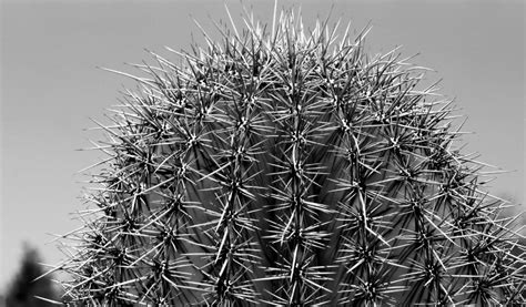 Your Ultimate Guide To Growing An Arizona Barrel Cactus Gardeninghow