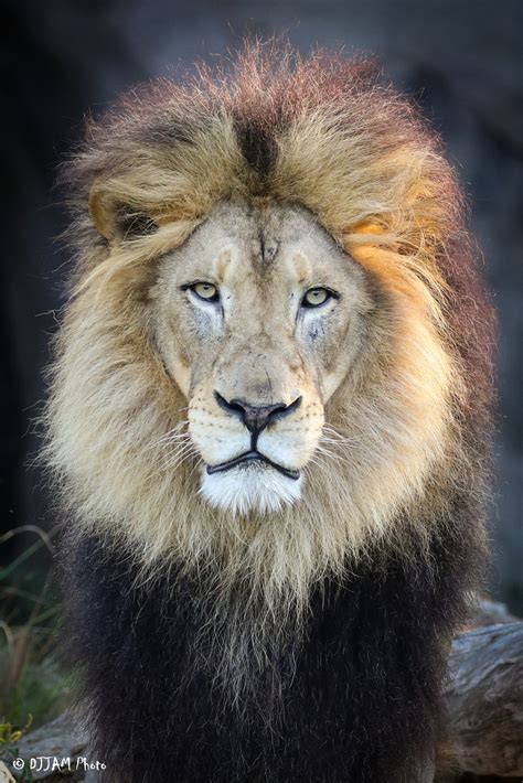 African Lion - Cincinnati Zoo & Botanical Garden®