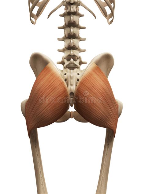 The glutes may be minimally involved in the deep portion of a back extension yet the gluteal the following diagrams depict two ways of illustrating the six primary load vectors in sports and strength. The gluteus maximus stock illustration. Illustration of bones - 45575553