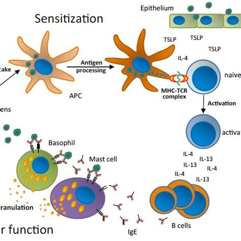 Schematic Representation Of The Allergic Sensitization And Effector