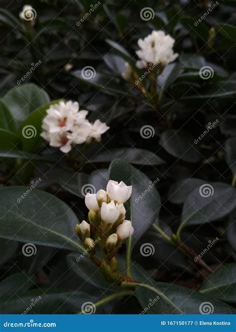 Beautiful Little White Flower Buds With Big Green Leaves Stock Image