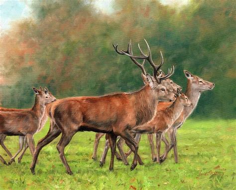Red Deer Painting By David Stribbling