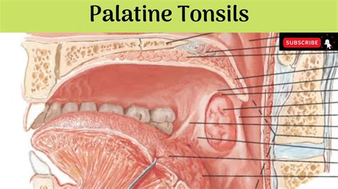 Palatine Tonsils Situation Features Relations Blood And Nerve