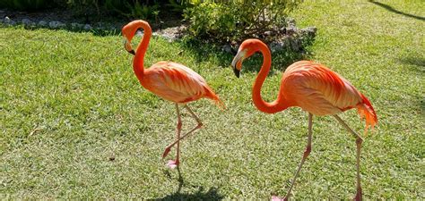 Meaning Of Flamingo In Yard With Symbolism And Totem 2022