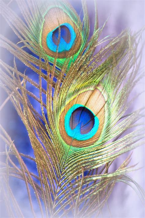 peacock feather krishna hd wallpaper carrotapp hot sex picture