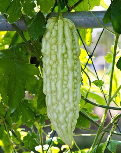 Ultra White Long Bitter Melon A Must Have Rare Asian Variety Rahi
