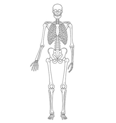 The Skeletal Skeleton Is Shown In Black And White