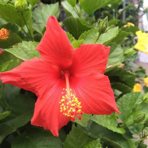 Large Hibiscus Tree Patio Tropicals › Anything Grows