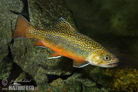 Modele 3d do gier, architektury, filmów. Salvelinus fontinalis Pictures, Brook Charr Images, Nature ...