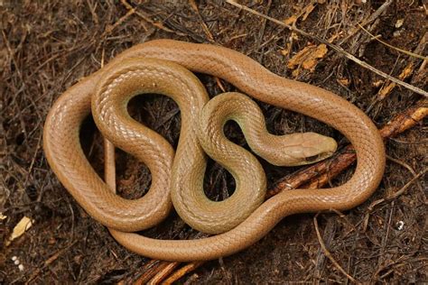 Virginia Snakes Identification Guide Background Info And Pics