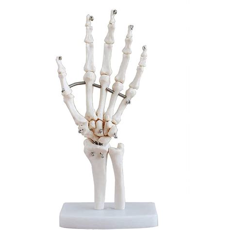 Buy Zamax Study Model Anatomical Model 11 Life Size Human Hand Joint