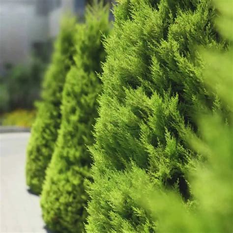 Top 6 Privacy Trees For Small Yards
