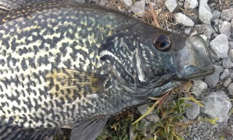 The Show Me Fly Guy Beautiful Black Crappie