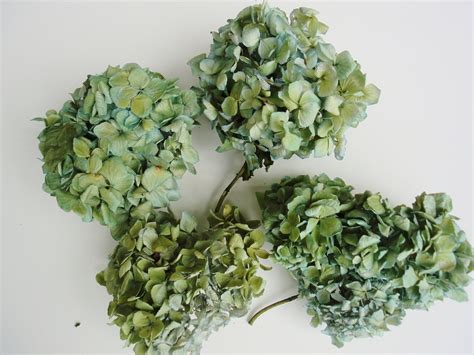How To Dry Hydrangea Flowers