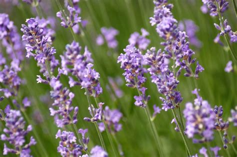 We did not find results for: Lavender Meaning, Symbolism, and Characteristics - MORFLORA