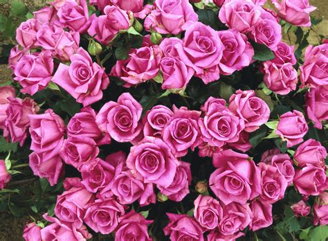 Roses are a popular crop for both domestic and commercial cut flowers. rose history antique old flower garden | The Old Farmer's ...