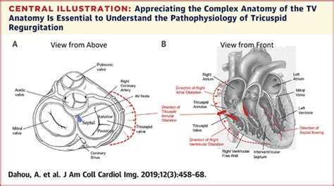 Anatomy And Physiology Of The Tricuspid Valve Jacc Cardiovascular