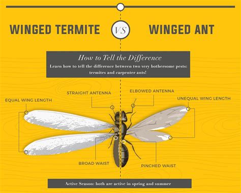 How To Tell Flying Ants Vs Termites Apart