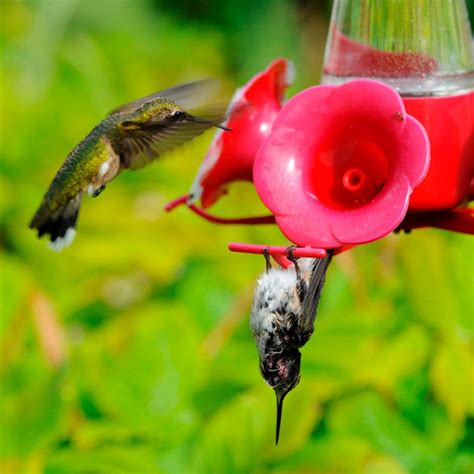 Why Do Hummingbirds Sometimes Hang Upside Down Hummingbird How To