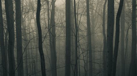 1920x1080 1920x1080 Trees Fog Forest Coolwallpapersme