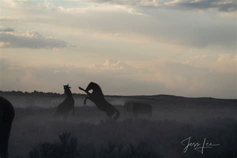 Black And White Wild Horses At Sunset Mccullough Peaks Wyoming