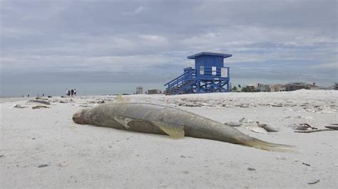 Red Tide Impacting The Gulf And Parts Of Sarasota Bay Youtube