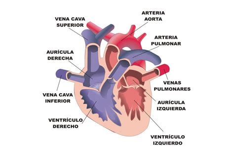 Ilustrador José Alberto Bermúdez Sistema Circulatorio Estructura