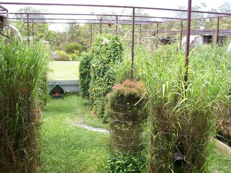 Must See Ray Tucks Incredible Finch Aviary Setup Aviculture Hub