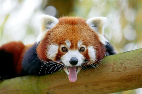 Panda Roux Thoiry Zoo Safari