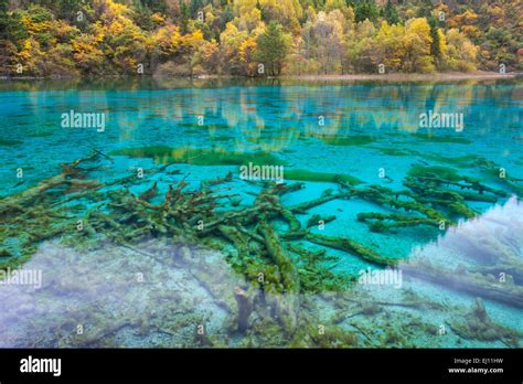 Jiuzhaigou National Park Five Flowers Lake China Asia Province