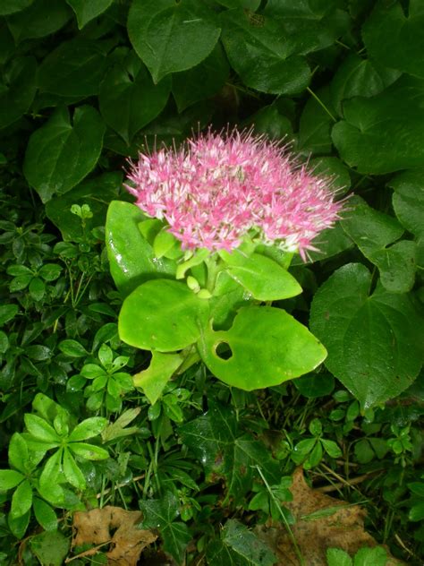 Dodonaea viscosa 'purpurea' purple hop bush (purple hopseed bush) is a large, evergreen shrub with plum colored foliage. Jarvis House: Deep Purple Flowering Shrubs in September at ...