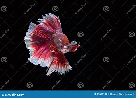 Siamese Fighting Fish Ruby White Betta Fish On Black Background