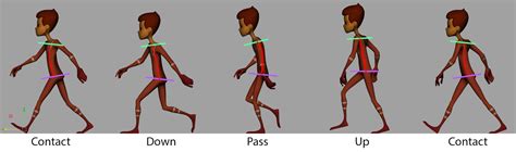 AlgoMalgo Animation Study Walk Cycle