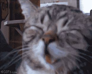 Maybe you would like to learn more about one of these? Laughing Cat Gif