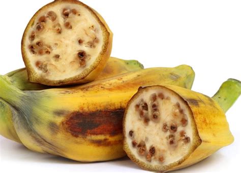 Bananen Aus Samen Züchten So Gehen Sie Richtig Vor