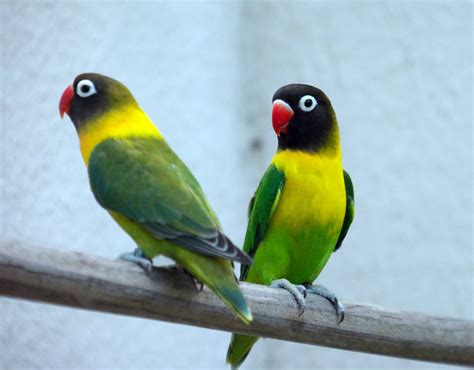 Yellow Collared Lovebird Agapornis Personatus Also Called Masked Lovebird Or Eye Ring