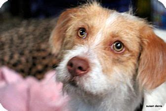 We can help you find the perfect kitten or cat. Tucson, AZ - Terrier (Unknown Type, Small) Mix. Meet ...