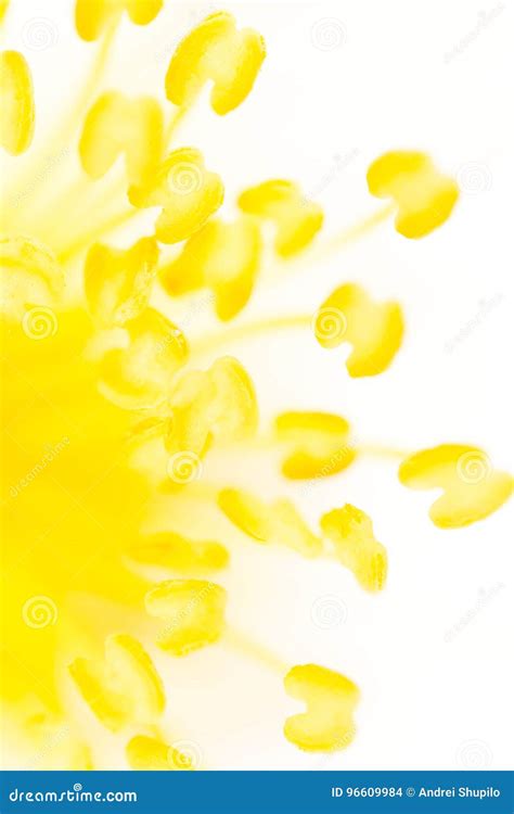 Yellow Pollen On A Flower In Nature Stock Photo Image Of Summer