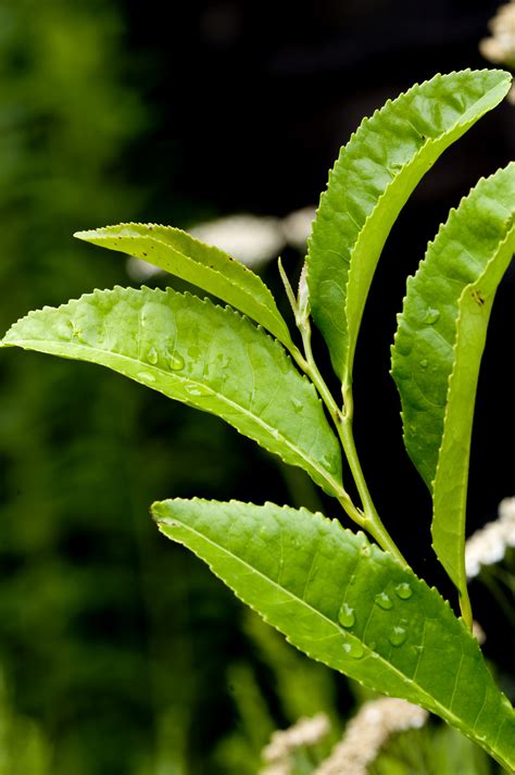 Green tea has been popular among tea drinkers in asia for centuries. Green Tea | NCCIH