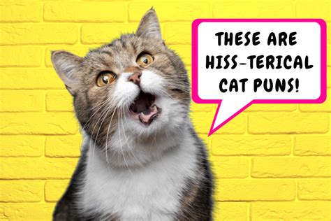 113 Cat Puns For Some Serious Kitten Around Bold And Bubbly
