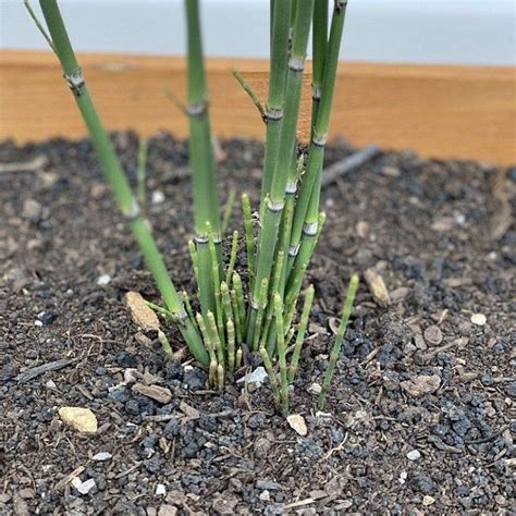 15 X Horsetail Reed Bamboo Looking Zen Garden And Pond Plants 15 Inches