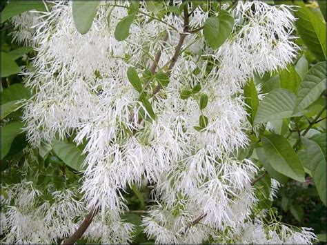 Buy White Fringetree Gal Lgs Native Plant Shop