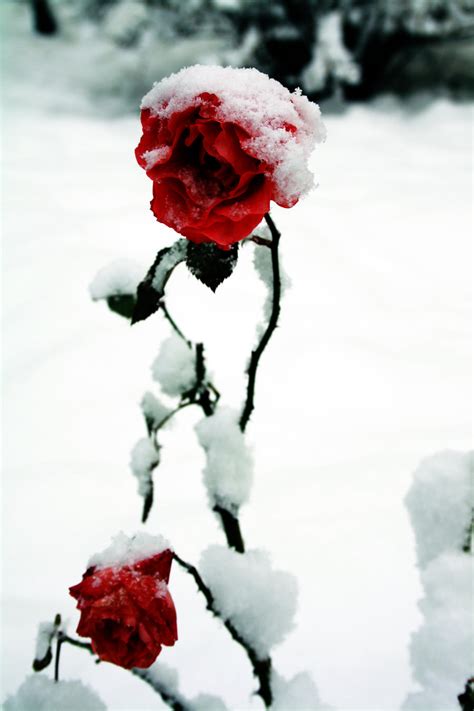 Snow Roses By Kaitito On Deviantart