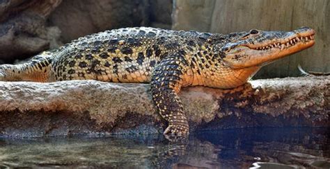 Cuban Crocodile Bransons Wild World