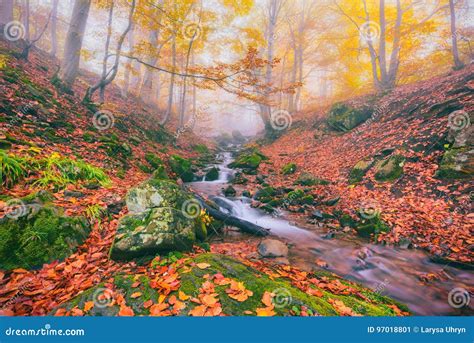 Autumn Foggy Forest Stream In The Mountain Canyon Stock Image Image