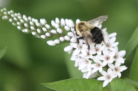 Maybe you would like to learn more about one of these? Bee battles: why our native pollinators are losing the war