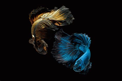 8 Fascinating Facts About Siamese Fighting Fish Betta Fish Pethelpful